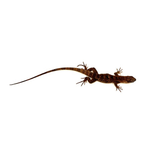 Guatemalan Spiny-tail Iguana #GSTI01