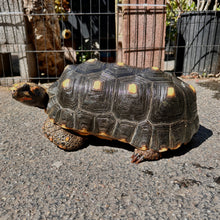 Load image into Gallery viewer, Adult Redfoot Tortoise #RFT
