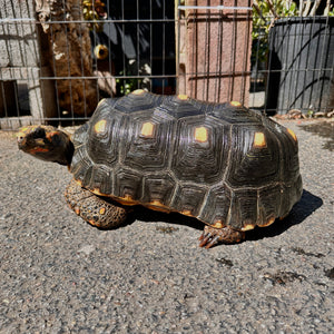 Adult Redfoot Tortoise #RFT