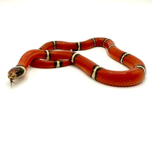 Load image into Gallery viewer, 2023 Sinaloan Milk Snake Male #SMSM01
