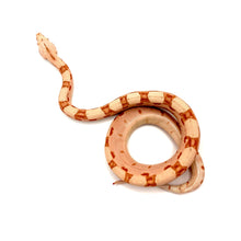Load image into Gallery viewer, Colombian Sunglow Boa
