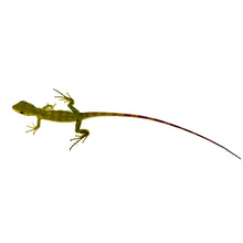 Load image into Gallery viewer, baby spinytail iguana
