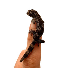 Load image into Gallery viewer, Baby Australian Spiny Tailed Gecko #ASTG01
