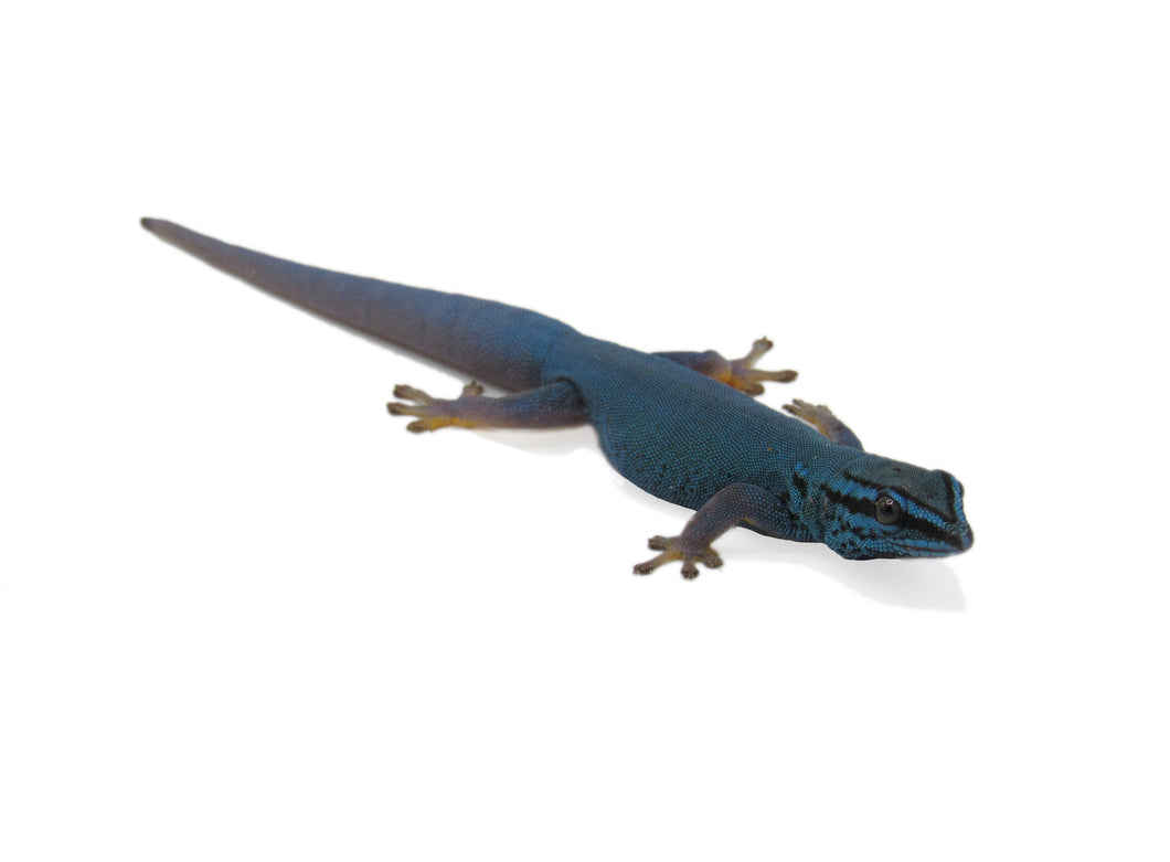 Male Electric Blue Day Gecko