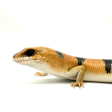 Load image into Gallery viewer, Peter’s Banded Skink #PBS01
