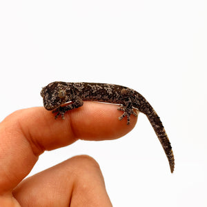 Baby Australian Spiny Tailed Gecko #ASTG01