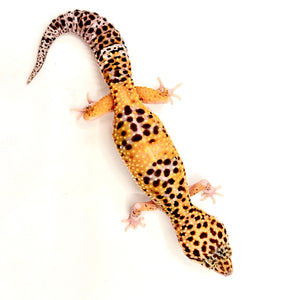 Adult Female Bold Gold Eclipse Leopard Gecko #ALGF03