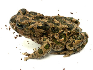 Egyptian Green Toad