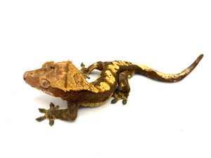 Adult Male Crested Gecko #CGADFLM02