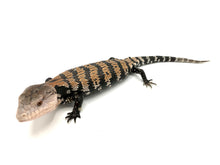 Load image into Gallery viewer, Baby Gigas Blue Tongue Skink #Bluey2301
