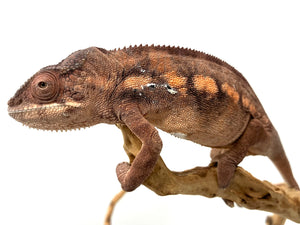 Ambilobe Panther Chameleon Female #Cham03