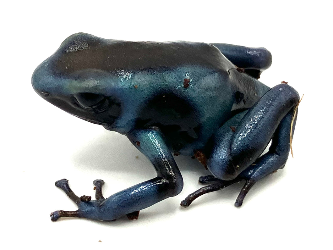 Super Blue  Dart Frogs