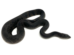 2023 Black Pine Snake Male #BPS23M01 (California Sales Only)