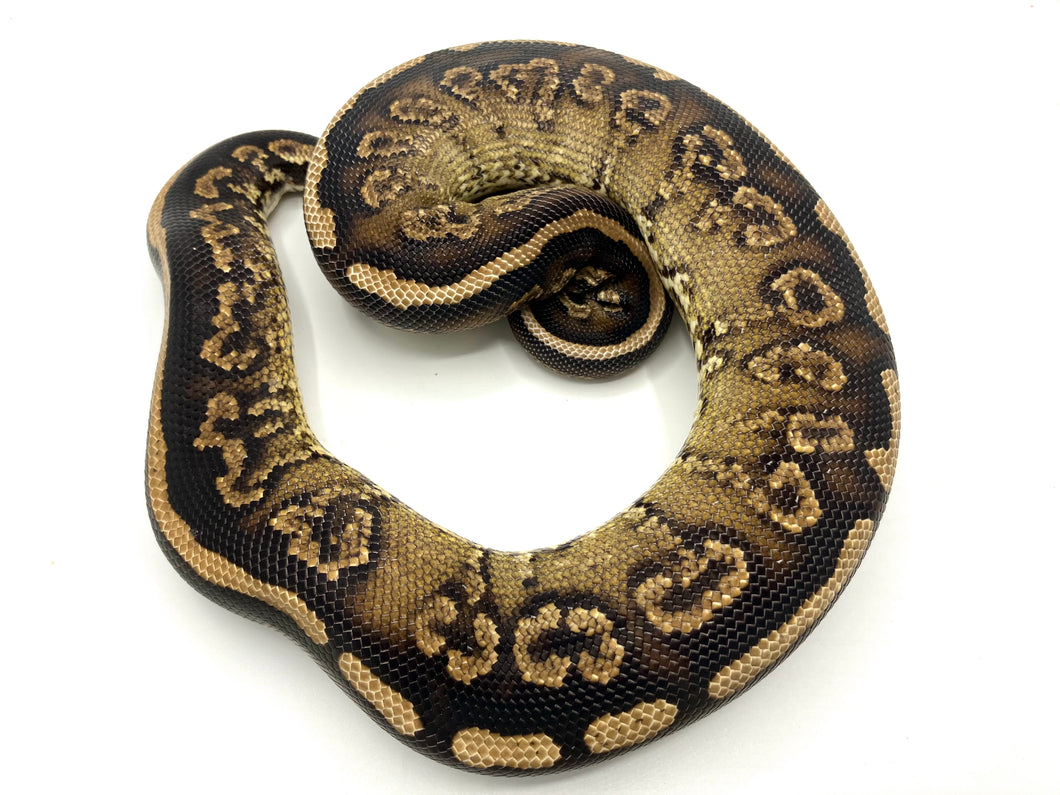 Black Pastel Mojave Ball Python Male #BPFLM04