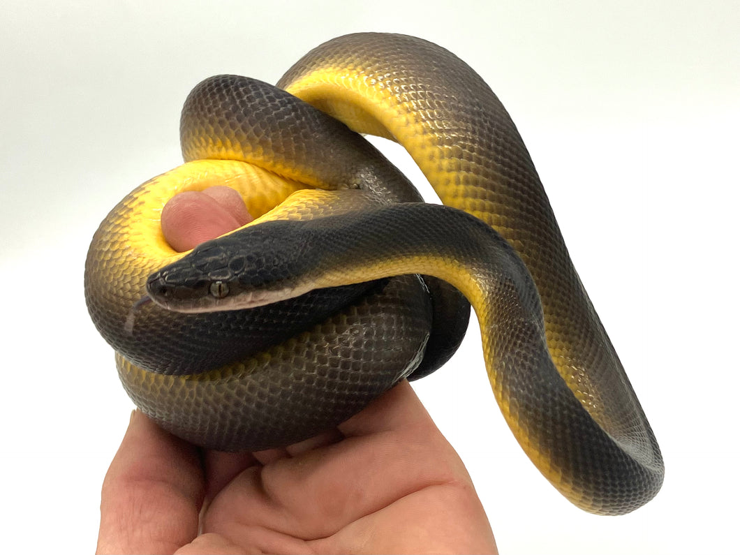Australian Water Python Male #AWP01