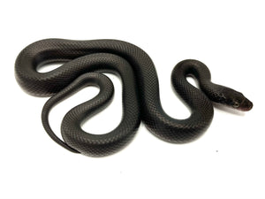 2023 Black House Snake Female #BHSF05