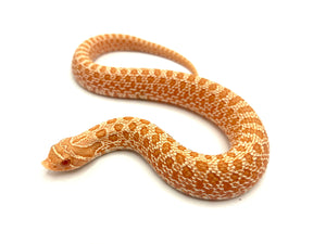 2023 Albino Hognose Snake Male #HOG23M02