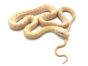 2023 Female Albino Japanese Rat Snake #AJR23F01