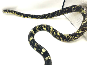 Tiger Rat Snake Adult Male - Long term captive #TigerM01