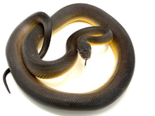 Load image into Gallery viewer, Australian Water Python Male #AWP01
