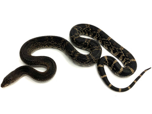 2023 Black Pine Snake Male #BPS23F01 (California Sales Only)