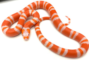 2023 Albino Tangerie Honduran Milk Snake Male #TNG23M03