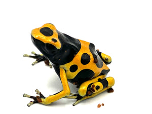Bumblebee Dart Frogs