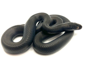 2023 Black House Snake Female #BHSF02