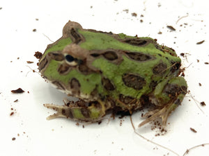 4 Spot Green Horned Frog