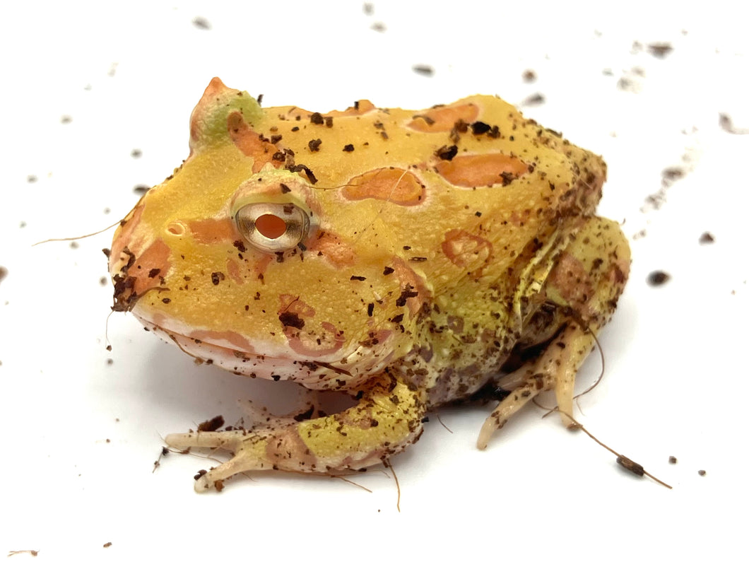 “Pikachu” Horned Frog