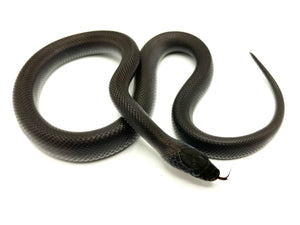 2023 Black House Snake Female #BHSF04
