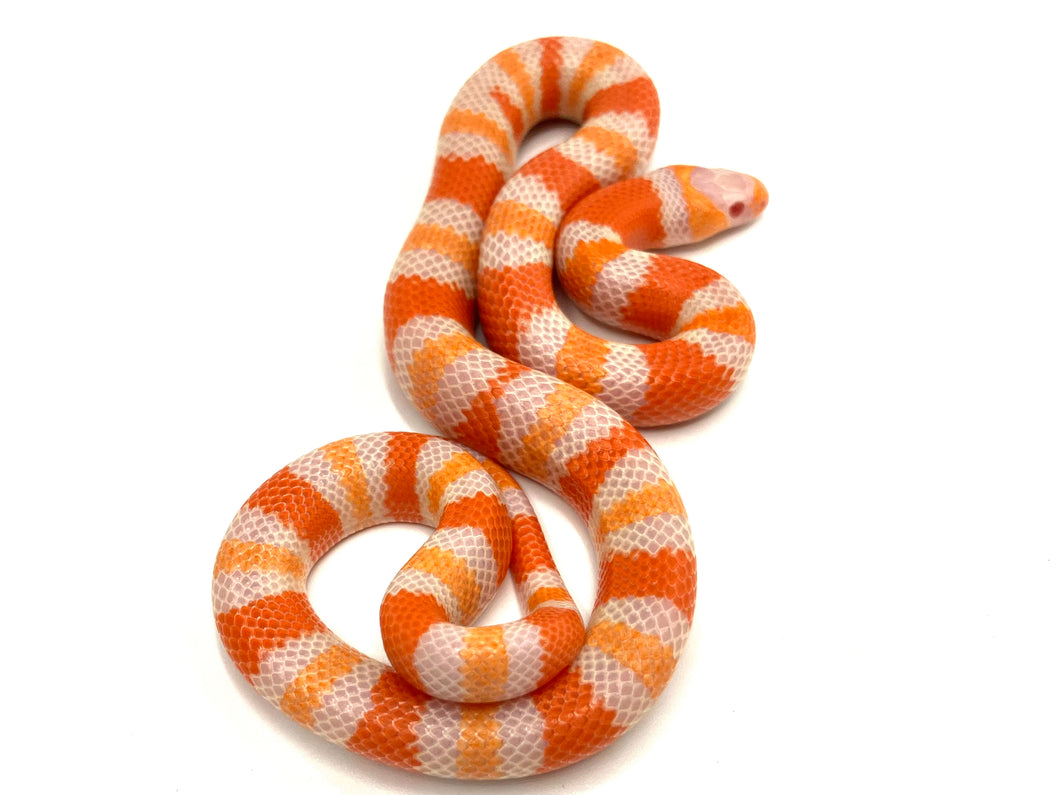 2023 Albino Tangerine Honduran Milk Snake Male #TNG23M05