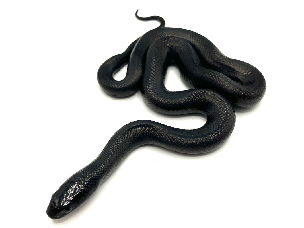 2023 Mexican Black King Snake Male #MBK23M01