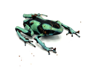 Bocas Del Toros Dart Frogs