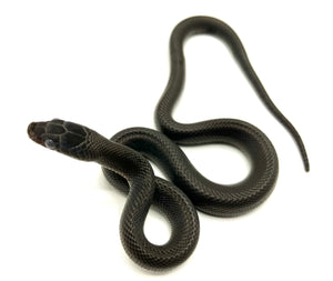 2023 Black House Snake Male #BHSM02