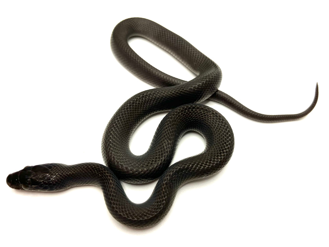 2023 Black House Snake Male #BHSM01