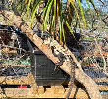 Load image into Gallery viewer, Pied Spiny-tail Iguana #PSTI01
