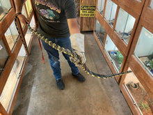 Load image into Gallery viewer, Tiger Rat Snake Adult Male - Long term captive #TigerM01

