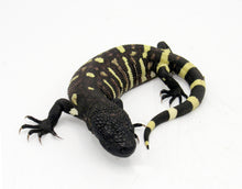 Load image into Gallery viewer, Baby Rio Fuerte Beaded Lizard

