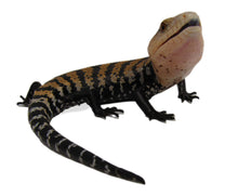 Load image into Gallery viewer, Baby New Guinea Blue Tongue Skink #BBTS01
