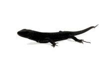 Load image into Gallery viewer, Black Phase Ocellated Lizard #BPOL01
