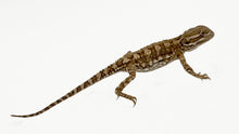 Load image into Gallery viewer, pogona brevis henrylawson
