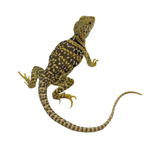 female eastern collared lizard