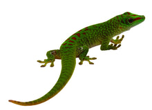 Load image into Gallery viewer, High Red Madagascar Giant Day Gecko #HRMGDG01
