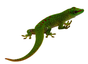 High Red Madagascar Giant Day Gecko #HRMGDG01