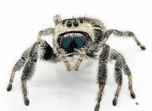 Load image into Gallery viewer, cute regal jumping spider phiddipus regius
