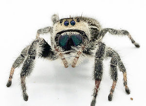 cute regal jumping spider phiddipus regius