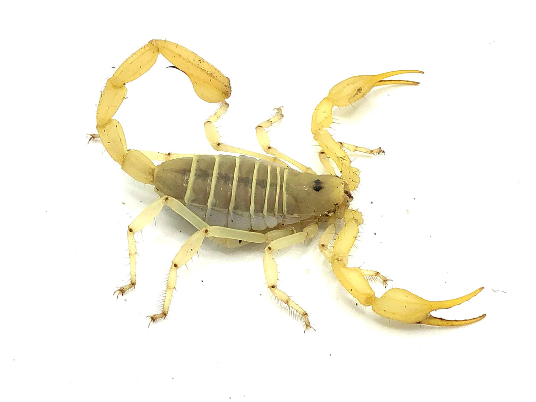Pale Desert Hairy Scorpion