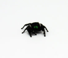 Load image into Gallery viewer, Baby Regal Jumping Spiders
