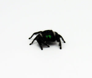 Baby Regal Jumping Spiders